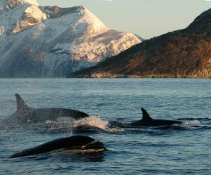 Whales in Alta, Norway